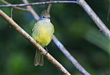 Yellow-bellied Elaeniaborder=